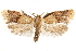  (Diplocalyptis - CCDB-29466-H05)  @11 [ ] CreativeCommons - Attribution (2017) CBG Photography Group Centre for Biodiversity Genomics