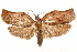  ( - CCDB-29466-H07)  @11 [ ] CreativeCommons - Attribution (2017) CBG Photography Group Centre for Biodiversity Genomics