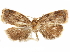  ( - CCDB-29466-H10)  @11 [ ] CreativeCommons - Attribution (2017) CBG Photography Group Centre for Biodiversity Genomics