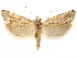  ( - CCDB-29467-A09)  @11 [ ] CreativeCommons - Attribution (2017) CBG Photography Group Centre for Biodiversity Genomics
