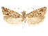  ( - CCDB-29467-A10)  @11 [ ] CreativeCommons - Attribution (2017) CBG Photography Group Centre for Biodiversity Genomics