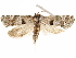  ( - CCDB-29467-B12)  @11 [ ] CreativeCommons - Attribution (2017) CBG Photography Group Centre for Biodiversity Genomics