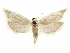  ( - CCDB-29467-C01)  @11 [ ] CreativeCommons - Attribution (2017) CBG Photography Group Centre for Biodiversity Genomics