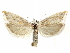  ( - CCDB-29467-C02)  @11 [ ] CreativeCommons - Attribution (2017) CBG Photography Group Centre for Biodiversity Genomics