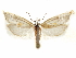 ( - CCDB-29467-C03)  @11 [ ] CreativeCommons - Attribution (2017) CBG Photography Group Centre for Biodiversity Genomics