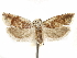  ( - CCDB-29467-C04)  @11 [ ] CreativeCommons - Attribution (2017) CBG Photography Group Centre for Biodiversity Genomics