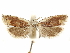  ( - CCDB-29467-C05)  @11 [ ] CreativeCommons - Attribution (2017) CBG Photography Group Centre for Biodiversity Genomics