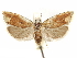  ( - CCDB-29467-C06)  @11 [ ] CreativeCommons - Attribution (2017) CBG Photography Group Centre for Biodiversity Genomics
