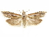  ( - CCDB-29467-C10)  @11 [ ] CreativeCommons - Attribution (2017) CBG Photography Group Centre for Biodiversity Genomics