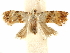  ( - CCDB-29467-G05)  @11 [ ] CreativeCommons - Attribution (2017) CBG Photography Group Centre for Biodiversity Genomics