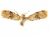  ( - CCDB-29467-H06)  @11 [ ] CreativeCommons - Attribution (2017) CBG Photography Group Centre for Biodiversity Genomics