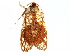  ( - CCDB-29468-A02)  @11 [ ] CreativeCommons - Attribution (2017) CBG Photography Group Centre for Biodiversity Genomics
