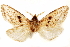 ( - CCDB-29468-B12)  @11 [ ] CreativeCommons - Attribution (2017) CBG Photography Group Centre for Biodiversity Genomics