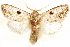  ( - CCDB-29468-C03)  @11 [ ] CreativeCommons - Attribution (2017) CBG Photography Group Centre for Biodiversity Genomics