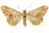  ( - CCDB-29468-D09)  @11 [ ] CreativeCommons - Attribution (2017) CBG Photography Group Centre for Biodiversity Genomics
