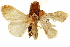 ( - CCDB-29468-D10)  @11 [ ] CreativeCommons - Attribution (2017) CBG Photography Group Centre for Biodiversity Genomics