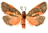  (Cisthene subjecta - CCDB-29468-E07)  @15 [ ] CreativeCommons - Attribution (2017) CBG Photography Group Centre for Biodiversity Genomics