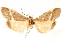  ( - CCDB-29468-E10)  @11 [ ] CreativeCommons - Attribution (2017) CBG Photography Group Centre for Biodiversity Genomics