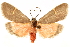  ( - CCDB-29468-F04)  @11 [ ] CreativeCommons - Attribution (2017) CBG Photography Group Centre for Biodiversity Genomics
