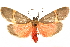  ( - CCDB-29468-F05)  @11 [ ] CreativeCommons - Attribution (2017) CBG Photography Group Centre for Biodiversity Genomics