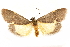  ( - CCDB-29468-F07)  @11 [ ] CreativeCommons - Attribution (2017) CBG Photography Group Centre for Biodiversity Genomics