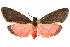  (Cisthene juanita - CCDB-29468-G01)  @14 [ ] CreativeCommons - Attribution (2017) CBG Photography Group Centre for Biodiversity Genomics