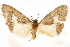  ( - CCDB-29468-G04)  @11 [ ] CreativeCommons - Attribution (2017) CBG Photography Group Centre for Biodiversity Genomics