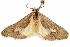  (Cisthene nexa - CCDB-29468-G05)  @11 [ ] CreativeCommons - Attribution (2017) CBG Photography Group Centre for Biodiversity Genomics