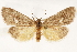  (Cisthene dorsimacula - CCDB-29468-G09)  @14 [ ] CreativeCommons - Attribution (2017) CBG Photography Group Centre for Biodiversity Genomics