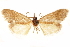  ( - CCDB-29468-G10)  @11 [ ] CreativeCommons - Attribution (2017) CBG Photography Group Centre for Biodiversity Genomics