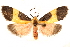  ( - CCDB-29468-H01)  @11 [ ] CreativeCommons - Attribution (2017) CBG Photography Group Centre for Biodiversity Genomics