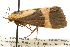  ( - CCDB-29468-H03)  @11 [ ] CreativeCommons - Attribution (2017) CBG Photography Group Centre for Biodiversity Genomics