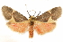  (Cisthene unifascia - CCDB-29468-H11)  @14 [ ] CreativeCommons - Attribution (2017) CBG Photography Group Centre for Biodiversity Genomics