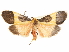  ( - CCDB-29469-A01)  @11 [ ] CreativeCommons - Attribution (2017) CBG Photography Group Centre for Biodiversity Genomics