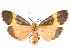  ( - CCDB-29469-A02)  @11 [ ] CreativeCommons - Attribution (2017) CBG Photography Group Centre for Biodiversity Genomics
