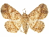  (Antiblemma acclinalis - CCDB-29469-C07)  @11 [ ] CreativeCommons - Attribution (2017) CBG Photography Group Centre for Biodiversity Genomics