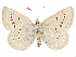  (Icaria - CCDB-29469-F04)  @11 [ ] CreativeCommons - Attribution (2017) CBG Photography Group Centre for Biodiversity Genomics