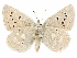  ( - CCDB-29469-F07)  @11 [ ] CreativeCommons - Attribution (2017) CBG Photography Group Centre for Biodiversity Genomics