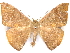  ( - CCDB-29470-B01)  @11 [ ] CreativeCommons - Attribution (2017) CBG Photography Group Centre for Biodiversity Genomics