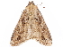  ( - CCDB-29470-B04)  @11 [ ] CreativeCommons - Attribution (2017) CBG Photography Group Centre for Biodiversity Genomics