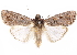  ( - CCDB-29470-B05)  @11 [ ] CreativeCommons - Attribution (2017) CBG Photography Group Centre for Biodiversity Genomics