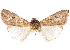  ( - CCDB-29470-B07)  @11 [ ] CreativeCommons - Attribution (2017) CBG Photography Group Centre for Biodiversity Genomics
