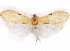  ( - CCDB-29470-B08)  @11 [ ] CreativeCommons - Attribution (2017) CBG Photography Group Centre for Biodiversity Genomics