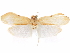  ( - CCDB-29470-B09)  @11 [ ] CreativeCommons - Attribution (2017) CBG Photography Group Centre for Biodiversity Genomics
