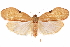  ( - CCDB-29470-B10)  @14 [ ] CreativeCommons - Attribution (2017) CBG Photography Group Centre for Biodiversity Genomics