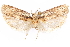  ( - CCDB-29470-C04)  @11 [ ] CreativeCommons - Attribution (2017) CBG Photography Group Centre for Biodiversity Genomics