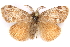  ( - CCDB-29470-F05)  @11 [ ] CreativeCommons - Attribution (2017) CBG Photography Group Centre for Biodiversity Genomics
