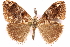  ( - CCDB-29470-G04)  @11 [ ] CreativeCommons - Attribution (2017) CBG Photography Group Centre for Biodiversity Genomics
