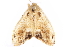  (Orgyia thyellina - CCDB-29470-G09)  @11 [ ] CreativeCommons - Attribution (2017) CBG Photography Group Centre for Biodiversity Genomics