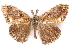  ( - CCDB-29470-G10)  @11 [ ] CreativeCommons - Attribution (2017) CBG Photography Group Centre for Biodiversity Genomics